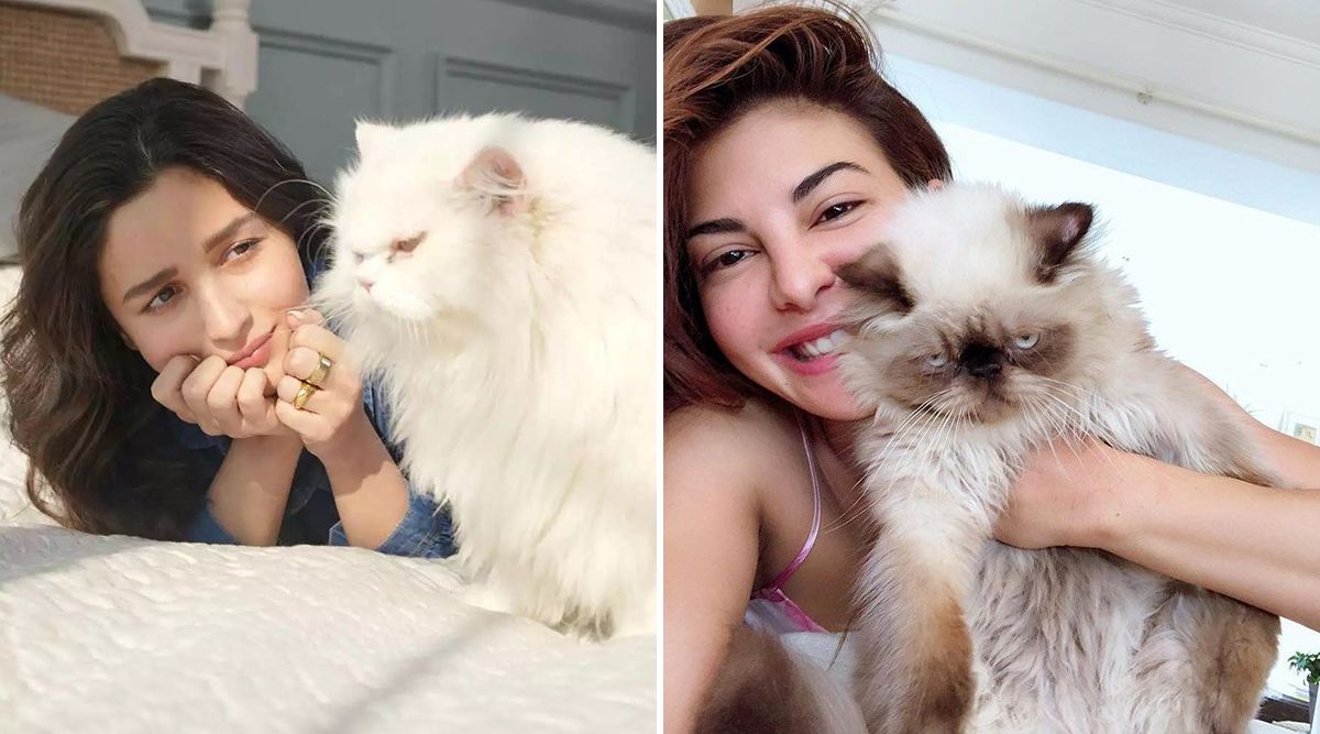 From Alia Bhatt To Jacqueline Fernandez: Bollywood Actress’ Who Pet Furry CATS!