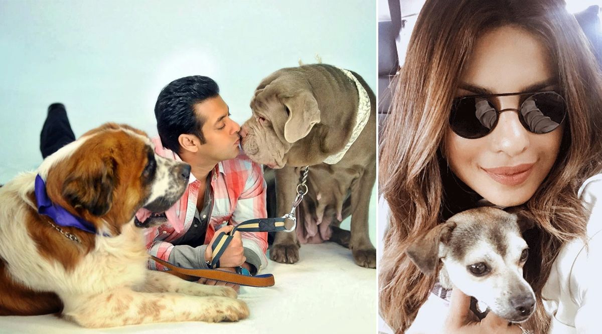 International Dogs’ Day: From Salman Khan To Priyanka Chopra! These Bollywood Celebs Celebrated The Day With Their Furry Friends (View Post)